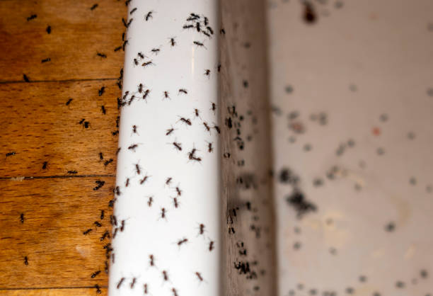 Best Wasp Removal Services  in Sansom Park, TX