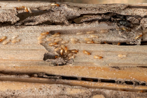 Pest Prevention Services in Sansom Park, TX