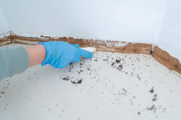 Best Mosquito Control Services  in Sansom Park, TX