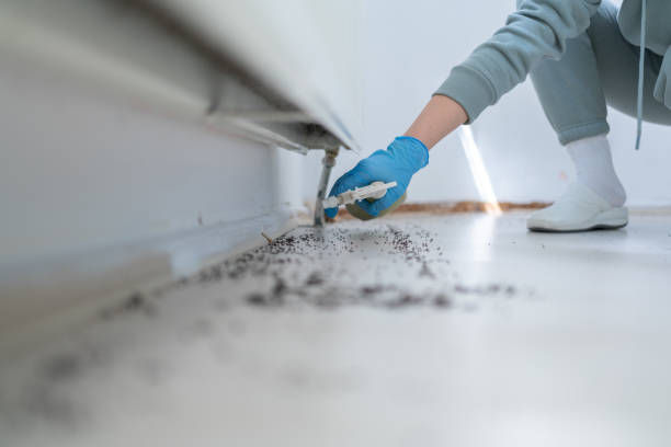 Best Termite Control Services  in Sansom Park, TX